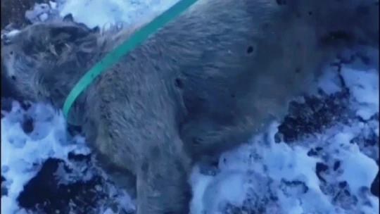 Sokak köpeği silahla vurularak öldürülmüş halde bulundu