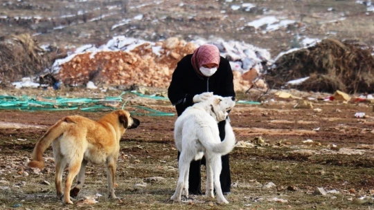 Sokak köpeği silahla vurularak öldürülmüş halde bulundu