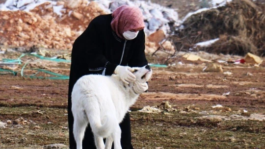Sokak köpeği silahla vurularak öldürülmüş halde bulundu