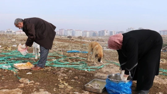 Sokak köpeği silahla vurularak öldürülmüş halde bulundu