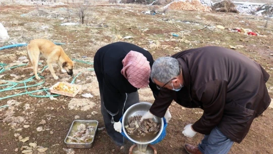 Sokak köpeği silahla vurularak öldürülmüş halde bulundu