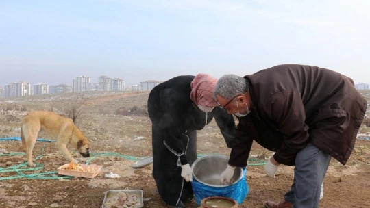 Sokak köpeği silahla vurularak öldürülmüş halde bulundu