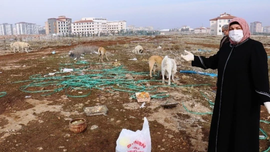 Sokak köpeği silahla vurularak öldürülmüş halde bulundu