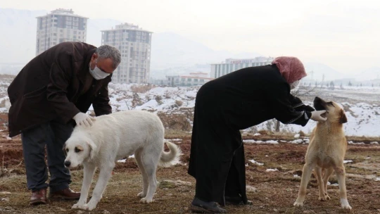 Sokak köpeği silahla vurularak öldürülmüş halde bulundu