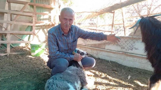 Sokak köpekleri koyunlara saldırdı