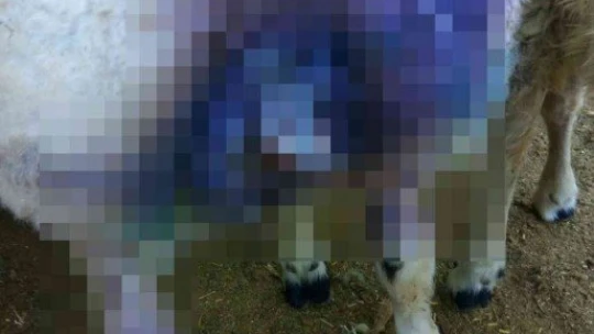 Sokak köpekleri koyunlara saldırdı