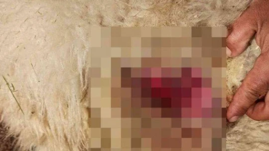 Sokak köpekleri koyunlara saldırdı