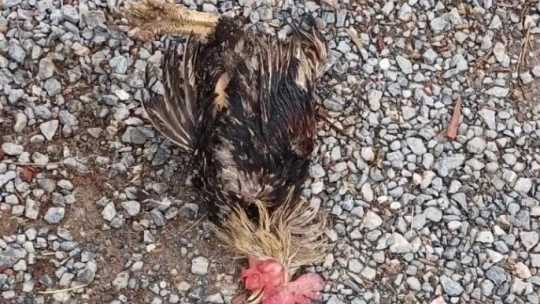 Sokak köpekleri onlarca kümes hayvanını telef etti