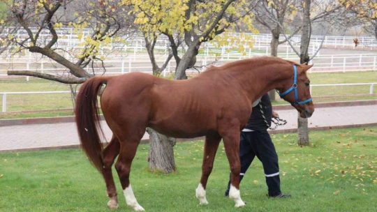 Hara'nın en gözde atı