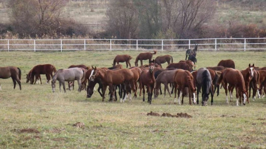 Hara'nın en gözde atı