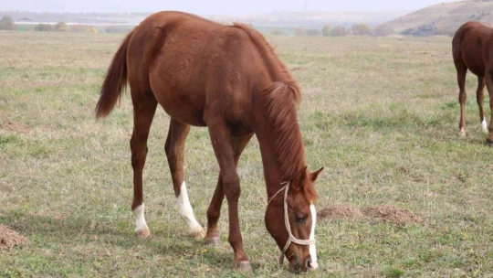 Hara'nın en gözde atı