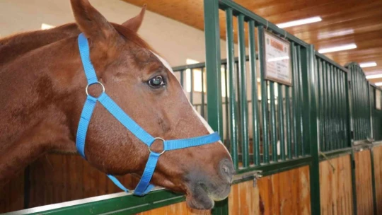 Hara'nın en gözde atı