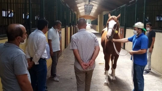 Sultansuyu yetişmesi Safkan Arap Tayları görücüye çıkıyor