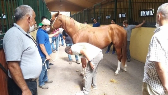 Sultansuyu yetişmesi Safkan Arap Tayları görücüye çıkıyor