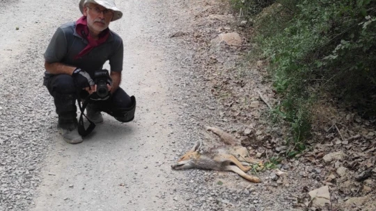 Telef olan tilkiyi gören doğa fotoğrafçısı duyarsız kalmadı