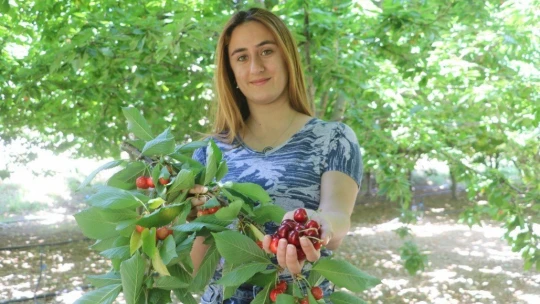 Tescilli dalbastı kirazında ürün kaybı
