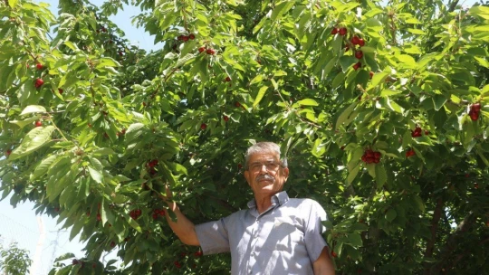 Tescilli dalbastı kirazında ürün kaybı