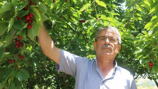 Tescilli dalbastı kirazında ürün kaybı