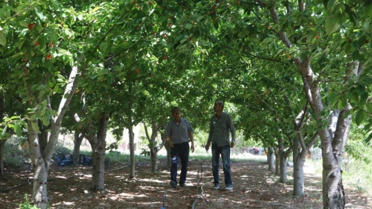 Tescilli dalbastı kirazında ürün kaybı