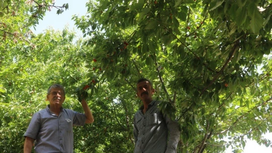 Tescilli dalbastı kirazında ürün kaybı