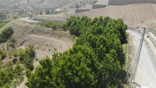 Tescilli dalbastı kirazında ürün kaybı