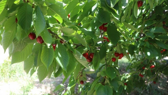 Tescilli dalbastı kirazında ürün kaybı