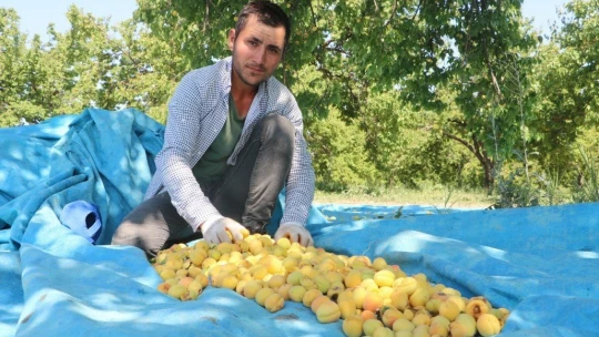 Nihayet tahmini rekolte açıklandı