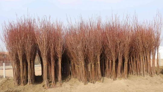 Kayısı Fidanı Yok Satıyor