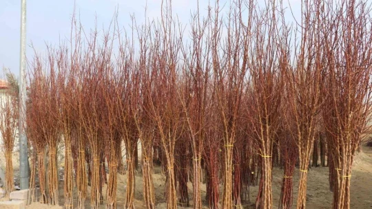 Kayısı Fidanı Yok Satıyor