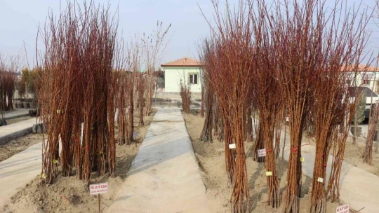 Kayısı Fidanı Yok Satıyor