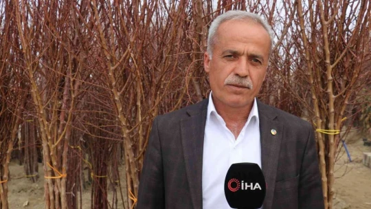 Kayısı Fidanı Yok Satıyor