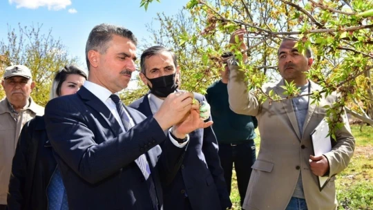 Vali Baruş, hasar gören kayısı bahçelerini inceledi