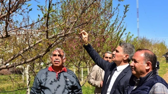 Vali Baruş, hasar gören kayısı bahçelerini inceledi