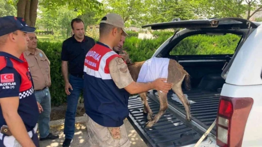 Yaralı dağ keçilerine jandarma şefkati