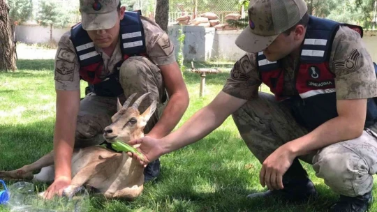 Yaralı dağ keçilerine jandarma şefkati