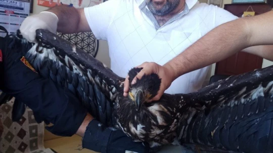 Yaralı kartala şefkat eli