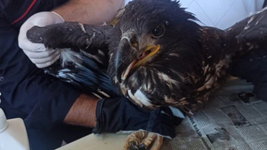 Yaralı kartala şefkat eli
