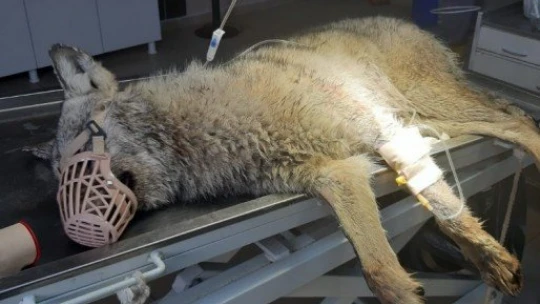 Yaralı kurt, hayvan bakımevinde tedavi altına alındı