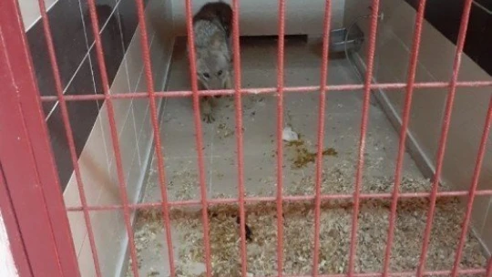 Yaralı kurt, hayvan bakımevinde tedavi altına alındı