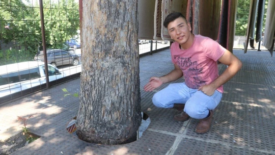 Yarım asırlık çınar ağacını kesmeye kıyamayınca çözümü böyle buldu