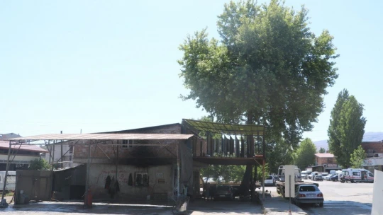 Yarım asırlık çınar ağacını kesmeye kıyamayınca çözümü böyle buldu