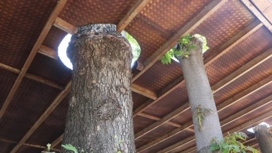 Yarım asırlık çınar ağacını kesmeye kıyamayınca çözümü böyle buldu