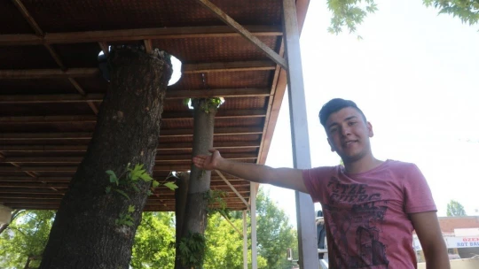 Yarım asırlık çınar ağacını kesmeye kıyamayınca çözümü böyle buldu