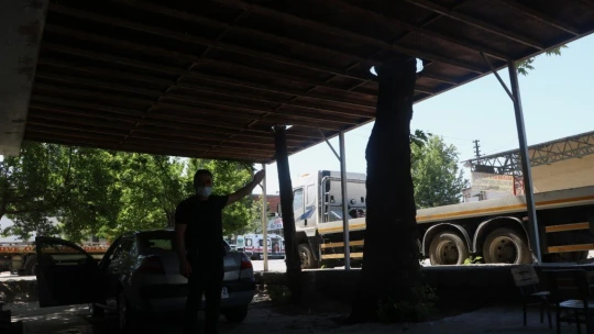 Yarım asırlık çınar ağacını kesmeye kıyamayınca çözümü böyle buldu