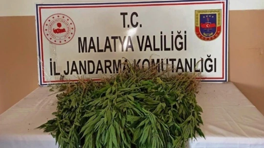 Yasa dışı kenevir ekimine sıkı takip