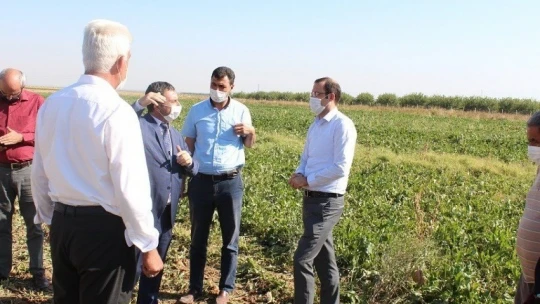 Yazıhan'da pancar hasadı başladı