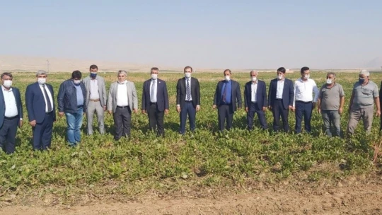 Yazıhan'da pancarının kalitesine tam not