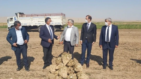 Yazıhan'da pancarının kalitesine tam not