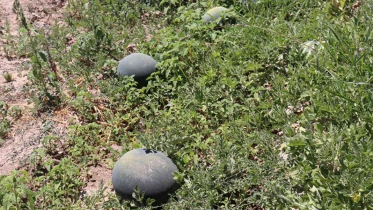 Yazıhan ovasında kavun hasadı