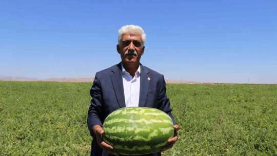 Yazıhan ovasında kavun hasadı